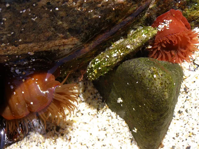 Beadlet anemones in a rock pool at Portheras Cove Cornwall