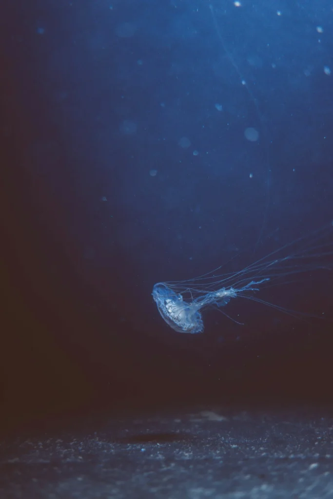 A translucent jellyfish drifting through dark deep-ocean water above the seafloor — illustrating the mysterious deep-sea environment where brine pools are found
