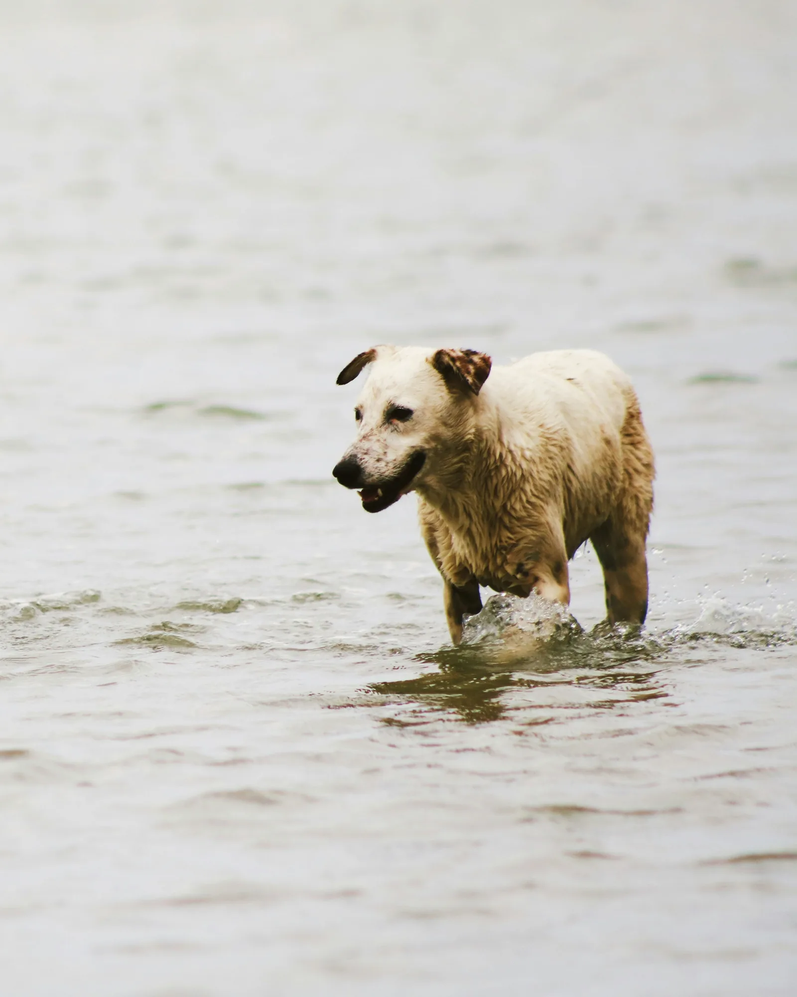 Wet dog walking through water — rinse your dog with fresh water after every swim in a chlorine pool