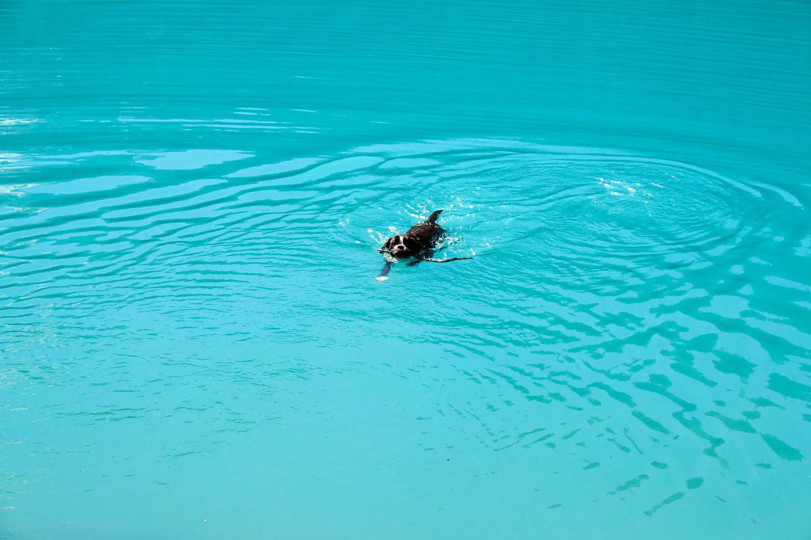 Black and white dog swimming happily in blue water — standard pool chlorine at 1-3 ppm is safe for dogs