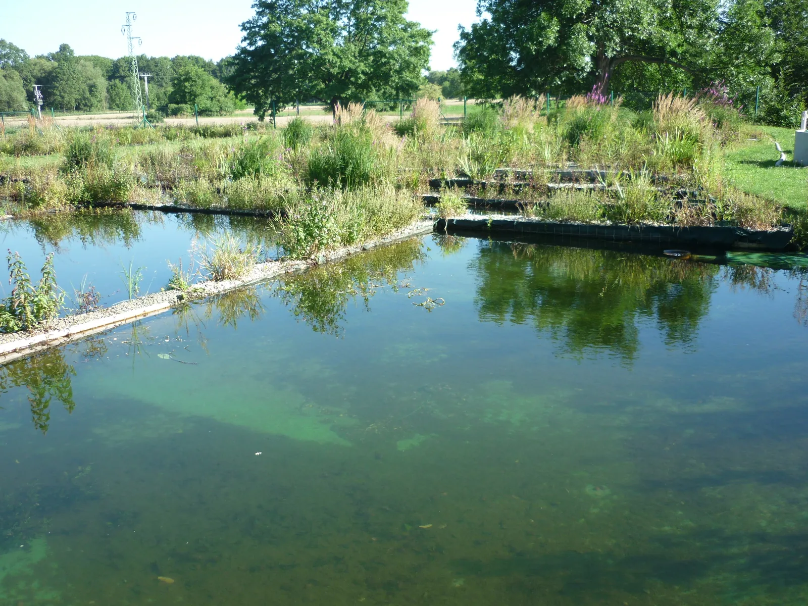 Natural swimming pool showing the dividing berm between swim zone and aquatic plant filtration zone