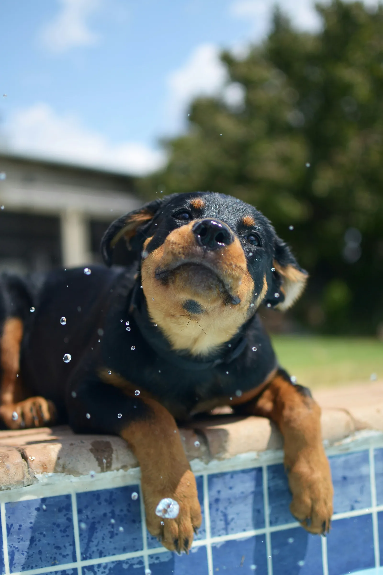 Rottweiler at the edge of a garden pool — supervision is essential for safe dog paddling pool use