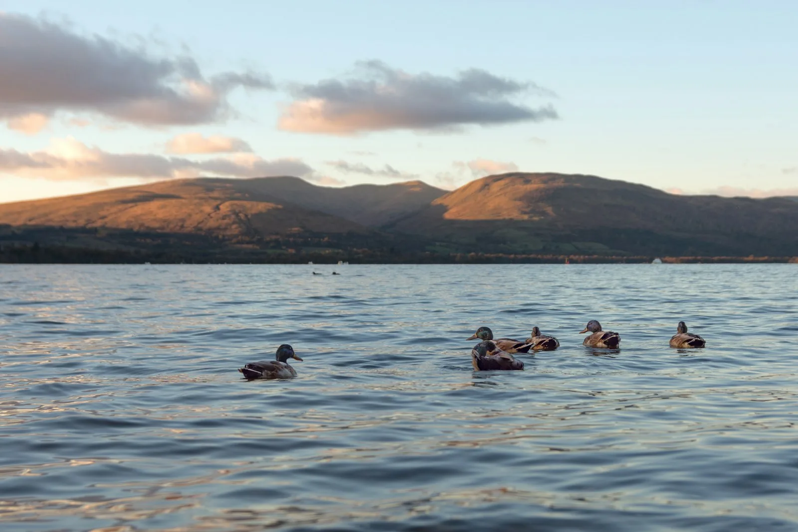 Mallard ducks swimming on Loch Lomond at golden hour sunset with Scottish hills visible across the water, representing the Loch Lomond beach wild swimming environment at Luss village on the western shore