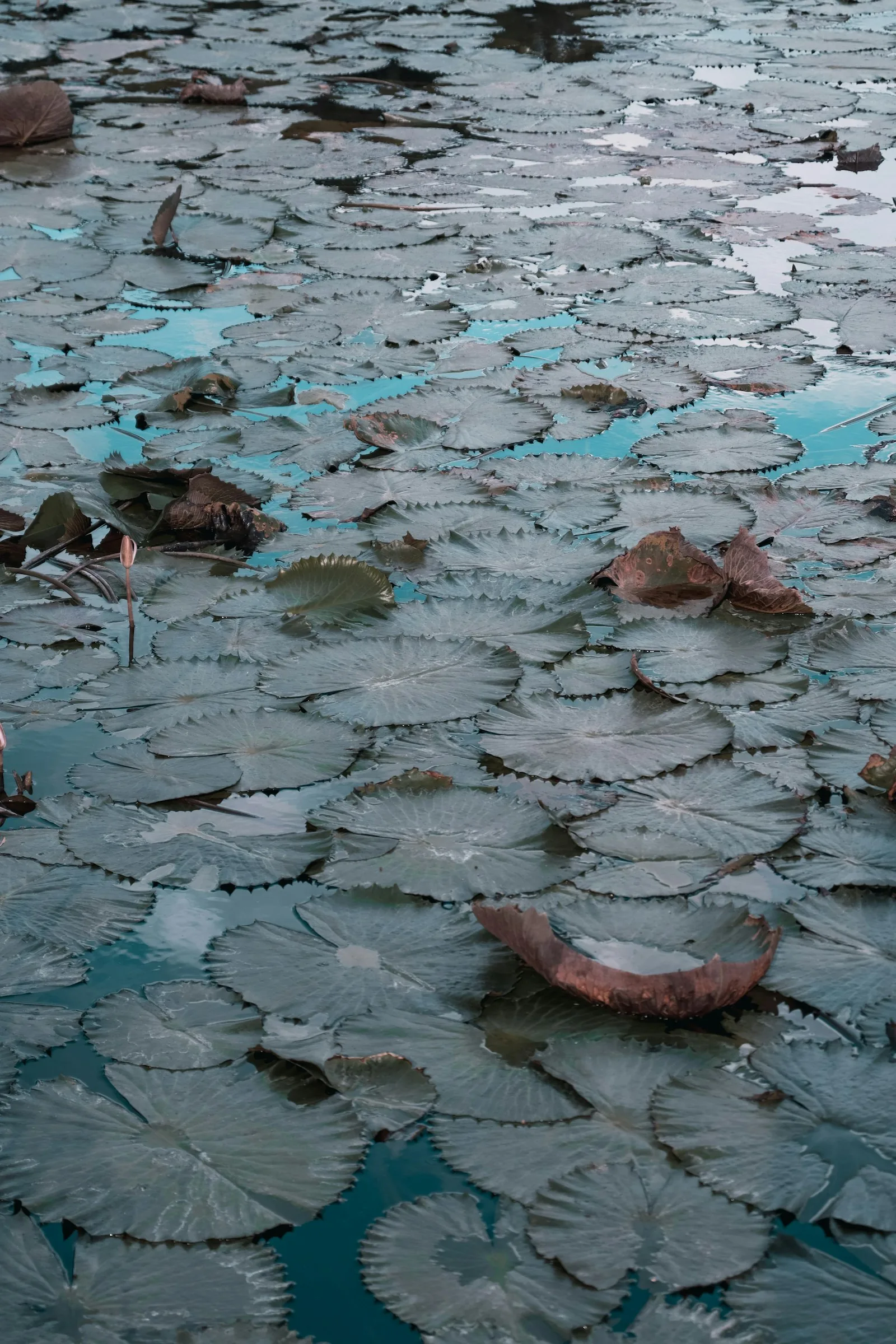 Natural swimming pond with aquatic plant coverage showing a mature installation in a UK garden