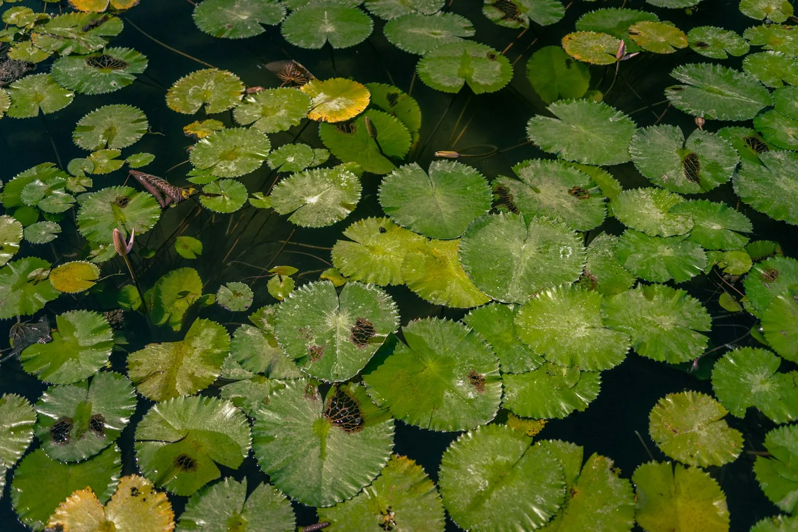 Aquatic plants and water lily pads covering the biology filtration zone of a natural swimming pool