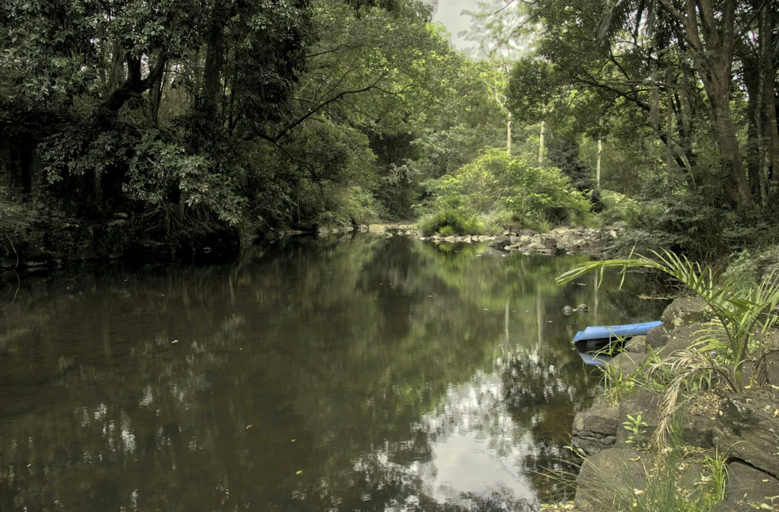 Natural wild swimming spot in UK woodland showing calm water surrounded by trees and vegetation