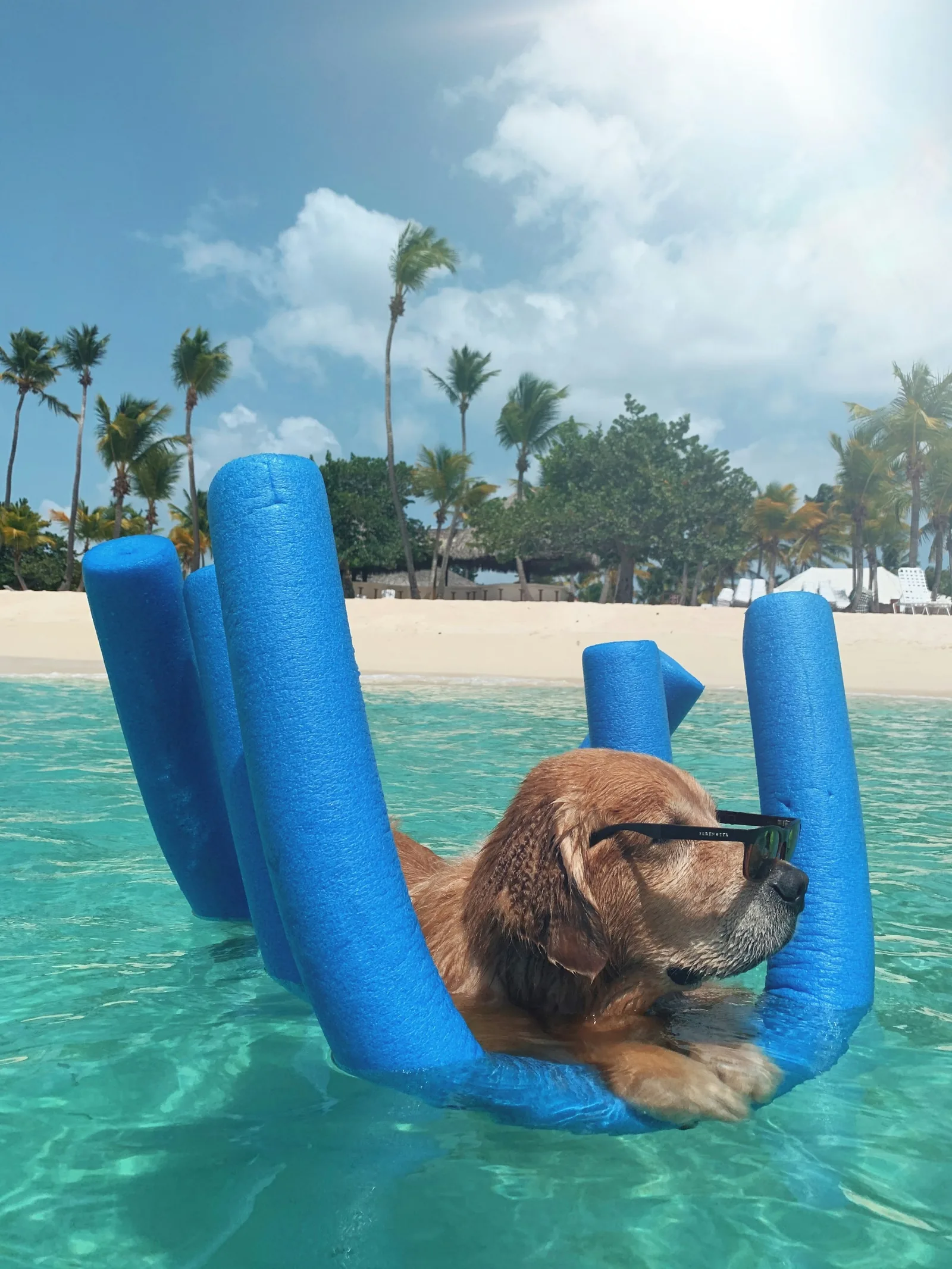 A golden dog wearing sunglasses relaxing in turquoise water with blue pool noodles, representing the dog pool and water play category for puncture-proof dog pools