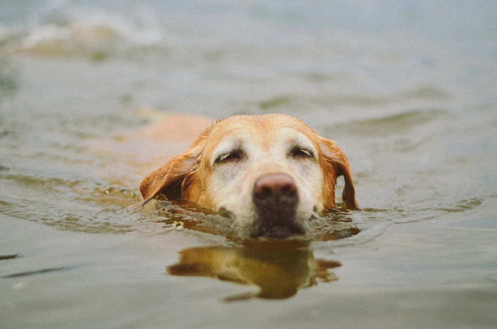 Close-up of a yellow Labrador retriever swimming with its head above the water surface, representing the dog water pool size and depth guide for buying a dog pool