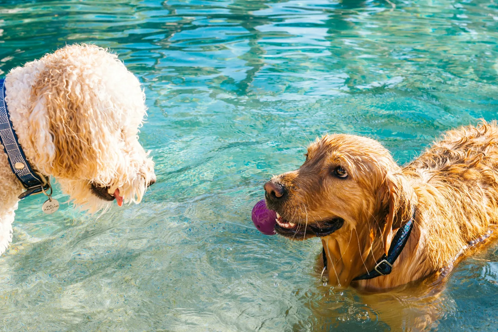 Two dogs, a white fluffy dog and a golden retriever, playing together in clear turquoise pool water with a purple ball, representing dogs enjoying a pool