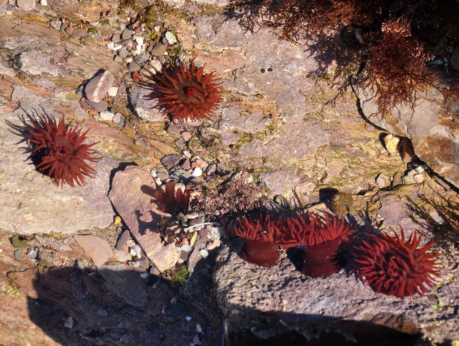 Multiple beadlet anemones with extended tentacles in a rock pool at Wembury, Devon