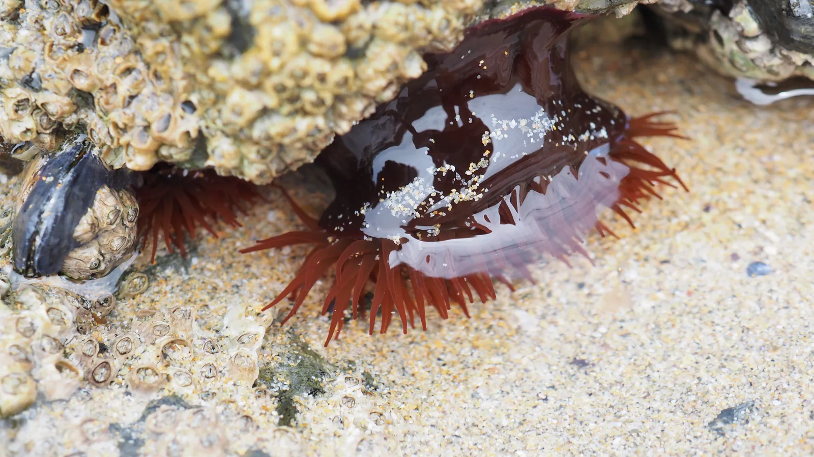Red beadlet sea anemone with tentacles on barnacle-covered rock in a Cornish rock pool