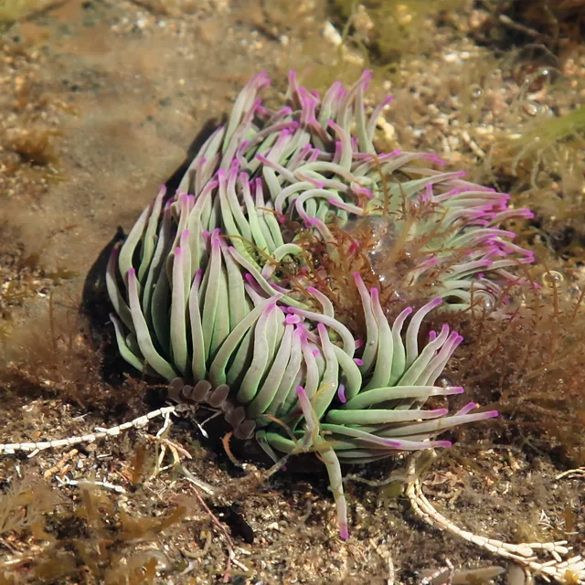 Close-up snakelocks anemone with green tentacles and purple tips in a Kimmeridge Bay rock pool