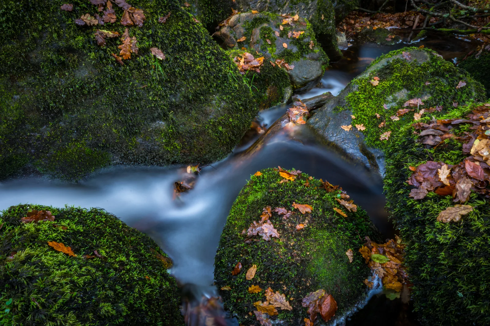 Long-exposure photograph of river water flowing between moss-draped granite boulders covered in autumn oak leaves, capturing the characteristic landscape of Dartmoor's river gorges around Sharrah Pool on the River Dart