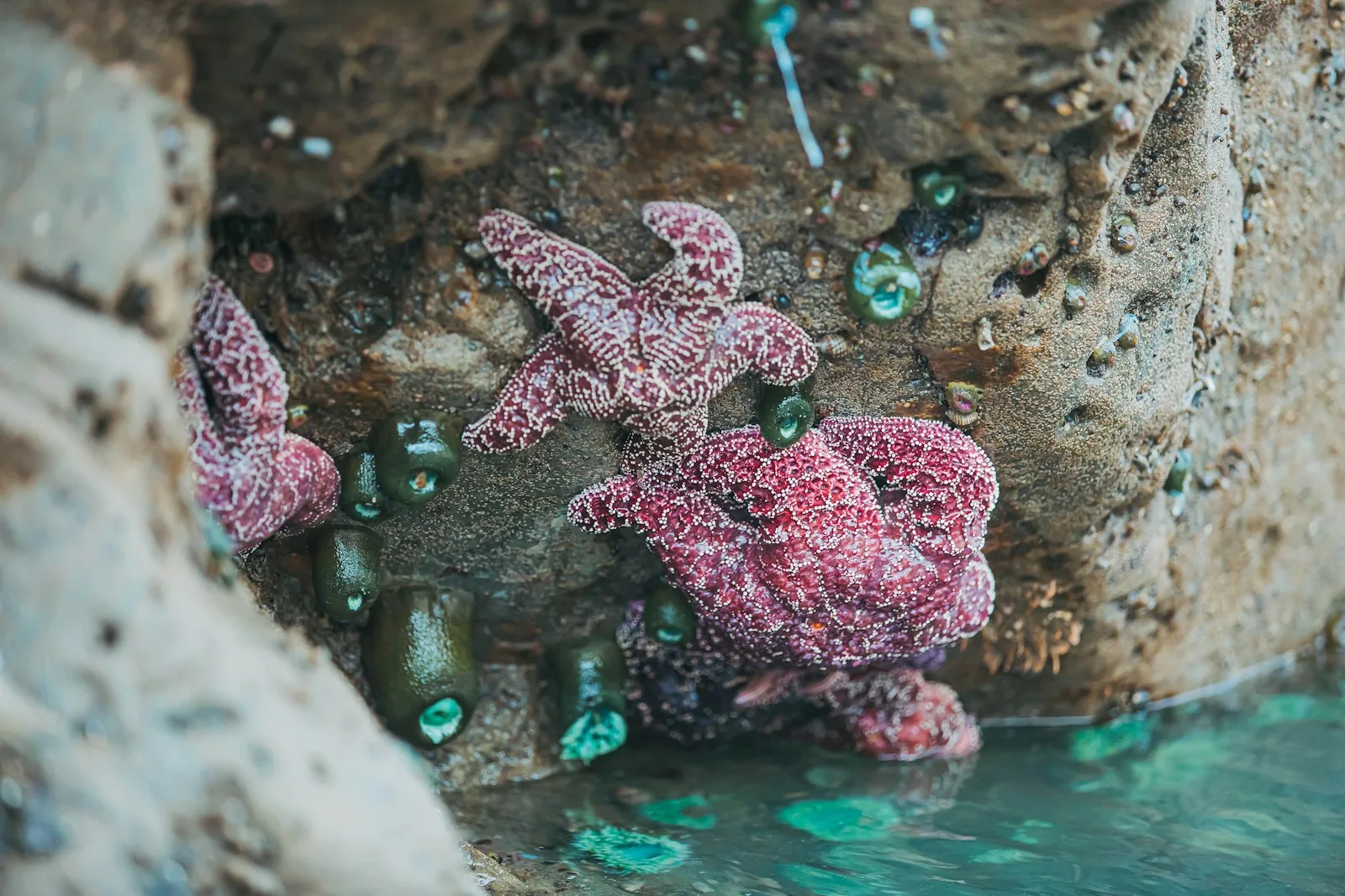 Close-up of rock pool sea anemones and marine life in a UK tidal pool at low tide