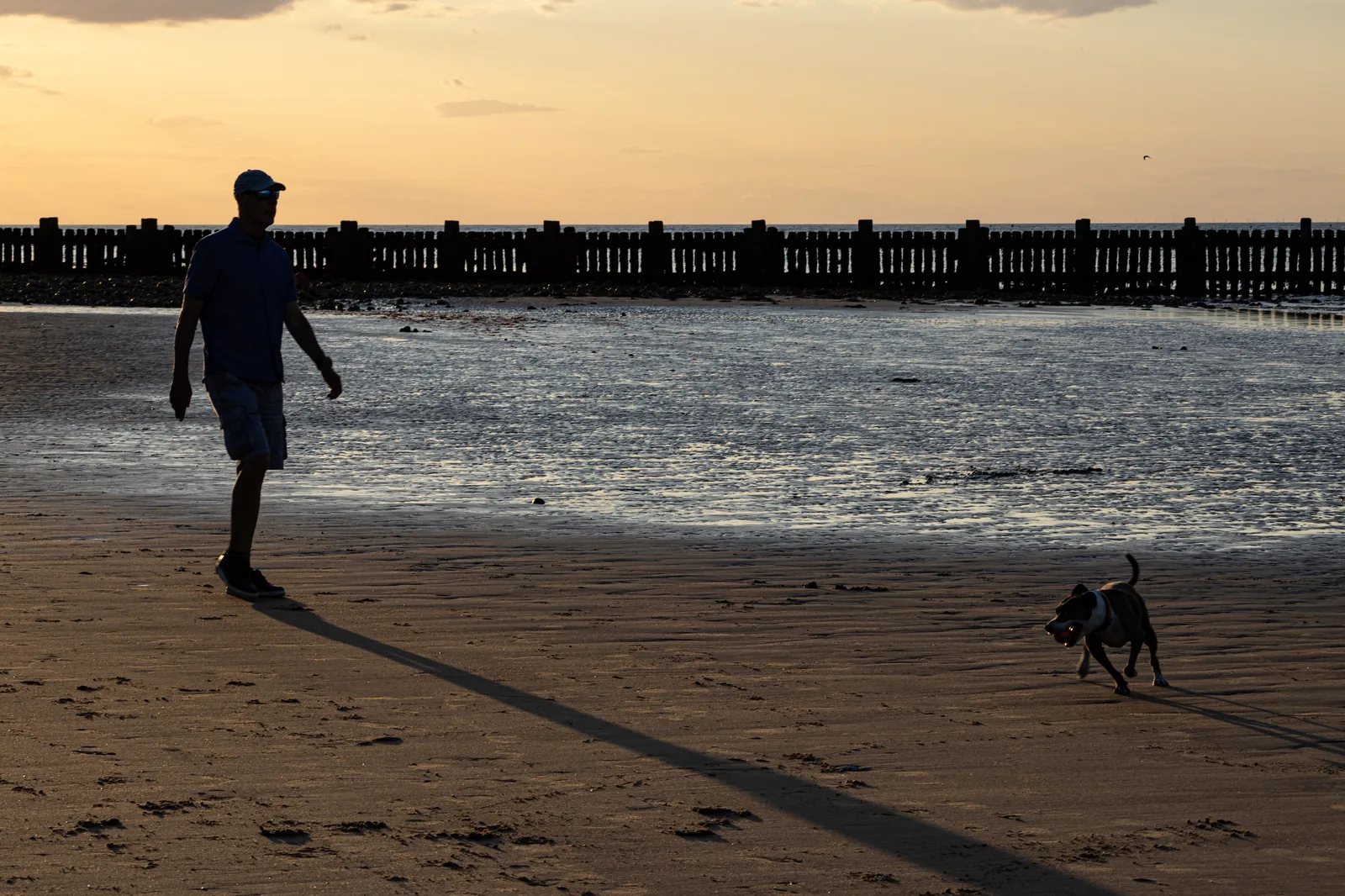 A man walking a dog at West Runton beach at low tide, with the chalk reef exposed and the sea in the background on the North Norfolk coast