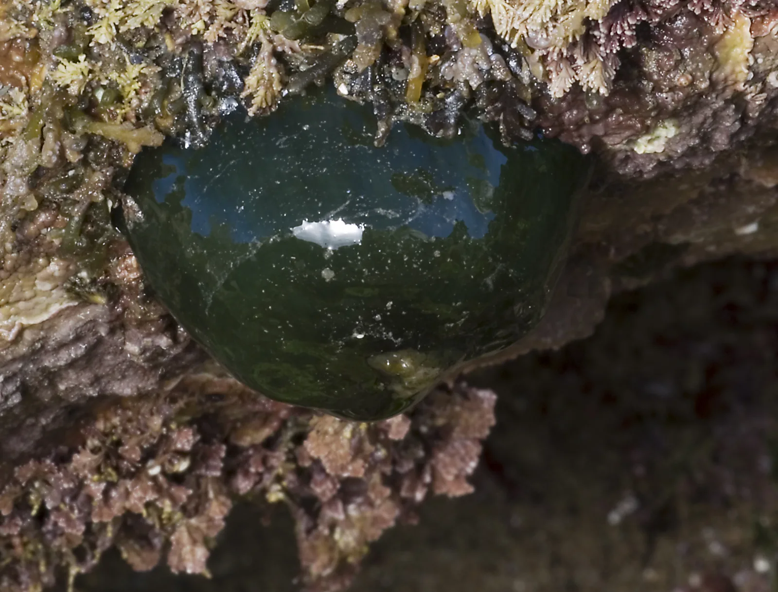 Green beadlet anemone (Actinia equina) contracted into a blob on intertidal rock at low tide, surrounded by encrusting organisms, UK coast