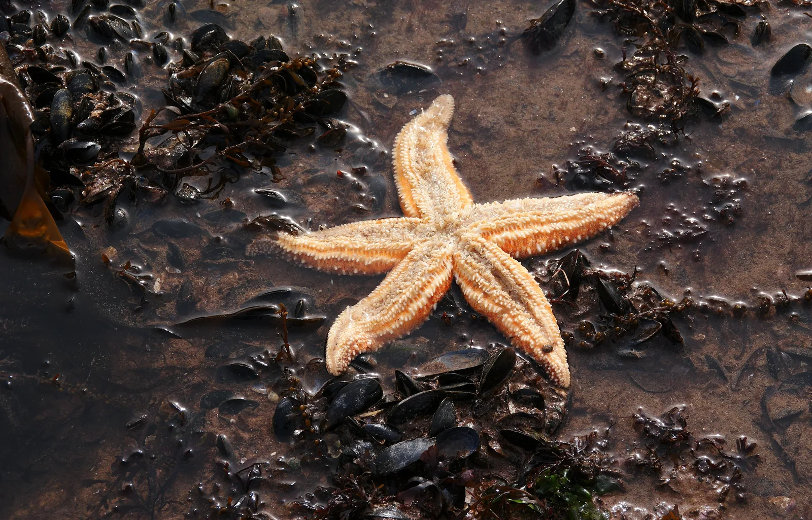 Common starfish (Asterias rubens) on the intertidal rock platform at low spring tide in Torbay, South Devon, surrounded by mussels and seaweed