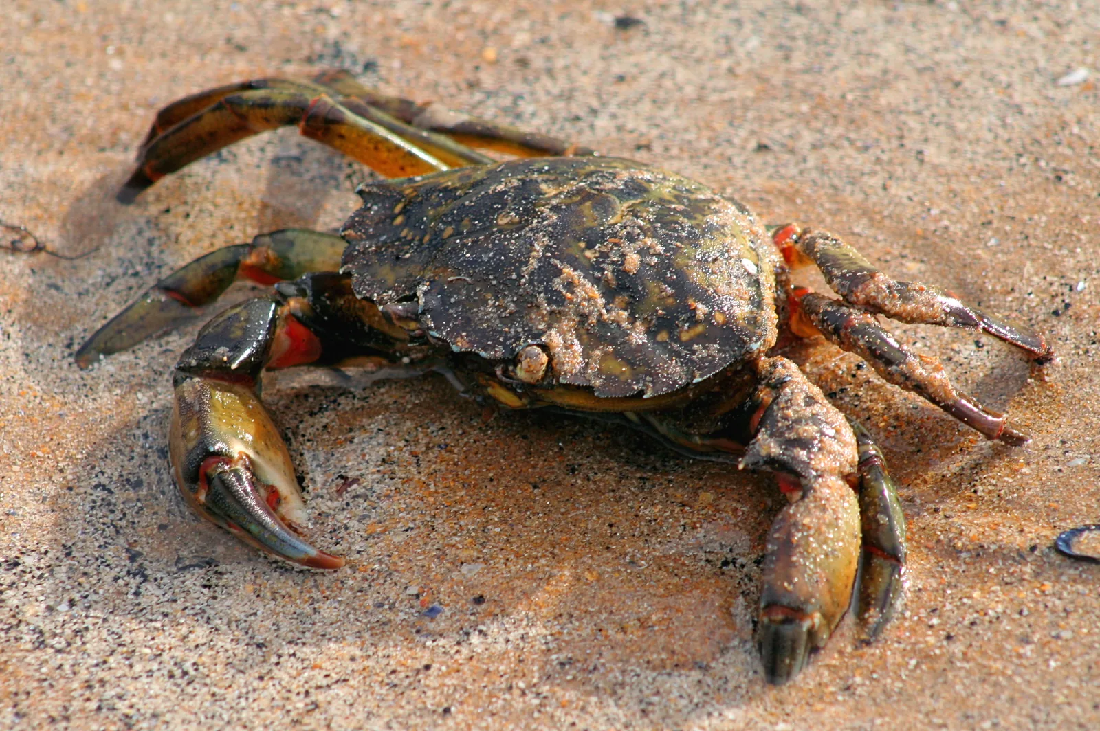 Close-up of a shore crab (Carcinus maenas) showing the dark green carapace and orange-tipped claws, Britain's most common rock pool crab
